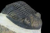 Brown Hollardops Trilobite - Foum Zguid, Morocco #125215-3